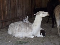 /album/zoo-snv/dscf1794-jpg/