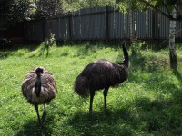 /album/zoo-snv/dscf1797-jpg/