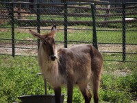 /album/zoo-snv/dscf1801-jpg/