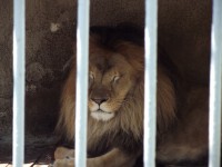 /album/zoo-snv/dscf1810-jpg/